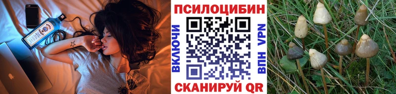 как найти   Ярцево  Псилоцибиновые грибы Psilocybine cubensis 